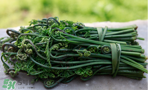 蕨菜能吃嗎？蕨菜可以吃嗎？