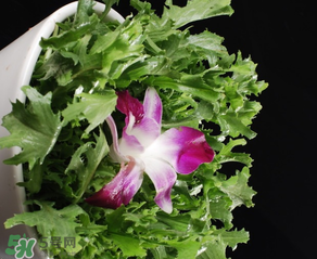 苦菜什么時候有？苦菜幾月份有？