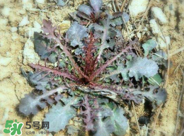 苦菜有幾種？苦菜有幾種圖片