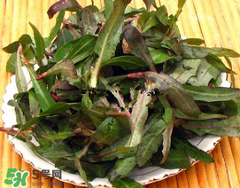 苦菜有幾種？苦菜有幾種圖片