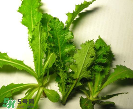 苦菜有幾種？苦菜有幾種圖片