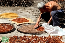 桃膠有農(nóng)藥嗎？怎么去除桃膠的農(nóng)藥？