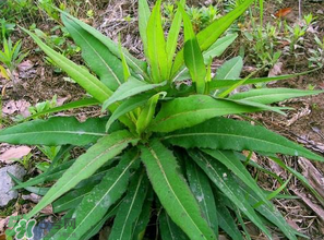苦菜什么人不能吃？什么體質(zhì)不宜吃苦菜？