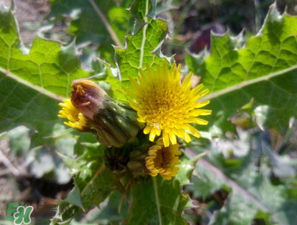 苦菜什么人不能吃？什么體質(zhì)不宜吃苦菜？