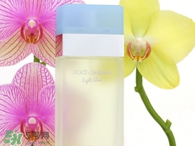 dolce gabanna香水哪款好聞？DG杜嘉班納香水推薦