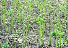 蕨菜可以種植嗎？蕨菜怎么種植？