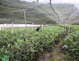 蕨菜可以種植嗎？蕨菜怎么種植？