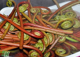 野生蕨菜多少錢一斤？蕨菜多少錢一斤？