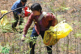 野生蕨菜多少錢一斤？蕨菜多少錢一斤？