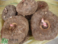 魔芋什么味道？怎么去除魔芋味道？