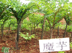 魔芋什么味道？怎么去除魔芋味道？