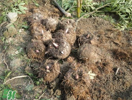 魔芋什么時(shí)候種植？魔芋怎么種植技術(shù)？