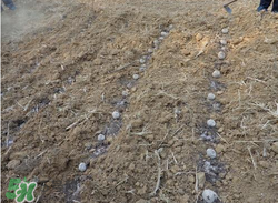 魔芋什么時(shí)候種植？魔芋怎么種植技術(shù)？