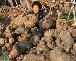 魔芋什么時(shí)候種植？魔芋怎么種植技術(shù)？