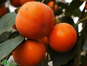 柿子什么季節(jié)成熟？柿子什么時(shí)候吃最好？