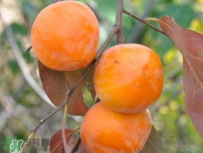 柿子什么季節(jié)成熟？柿子什么時(shí)候吃最好？