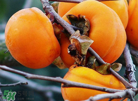 柿子什么季節(jié)成熟？柿子什么時(shí)候吃最好？