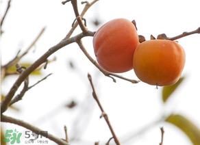 柿子為什么會(huì)澀？柿子怎么吃不澀？