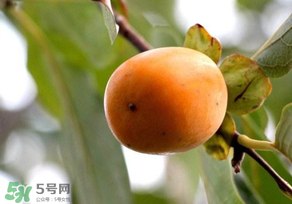 柿子為什么會(huì)澀？柿子怎么吃不澀？