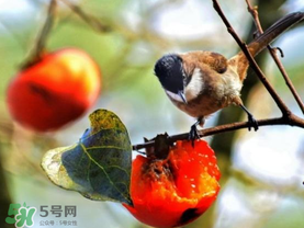 柿子為什么會黑？柿子為什么凍完發(fā)黑？