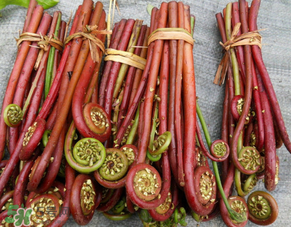 蕨菜是發(fā)物嗎？蕨菜是不是發(fā)物嗎？