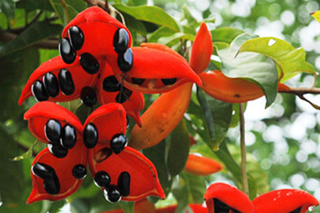 蘋婆的營養(yǎng)價(jià)值 蘋婆的功效與作用 蘋婆的營養(yǎng)價(jià)值 蘋婆的功效與作用