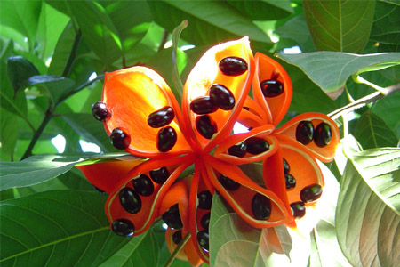 蘋婆的營養(yǎng)價(jià)值 蘋婆的功效與作用 蘋婆的營養(yǎng)價(jià)值 蘋婆的功效與作用