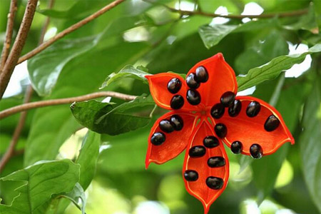 蘋婆的營養(yǎng)價(jià)值 蘋婆的功效與作用 蘋婆的營養(yǎng)價(jià)值 蘋婆的功效與作用