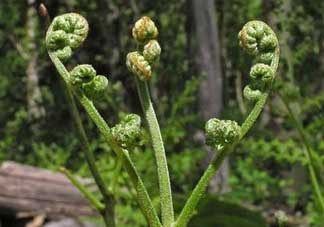 野生蕨菜多少錢一斤？蕨菜多少錢一斤？