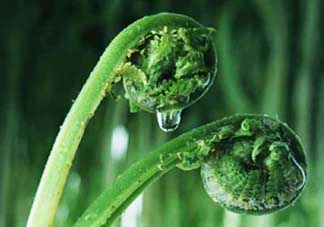 吃蕨菜會過敏嗎？皮膚過敏能吃蕨菜嗎？