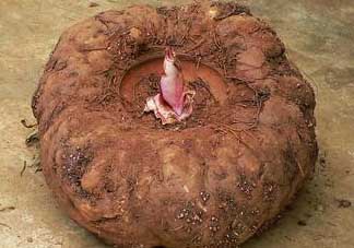 魔芋什么人不能吃？魔芋哪些人不能吃？