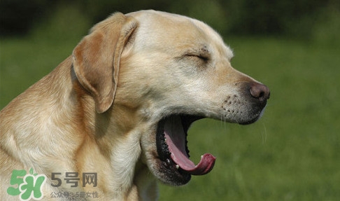 打哈欠會(huì)傳染嗎？打哈欠會(huì)不會(huì)傳染