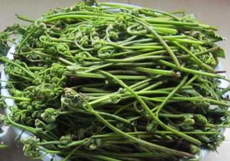 吃蕨菜有什么好處？吃蕨菜的好處