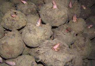 魔芋什么時候種植？魔芋怎么種植技術(shù)？