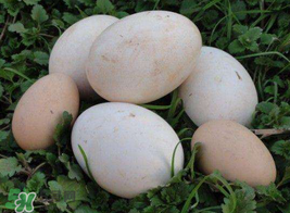 薺菜煮鵝蛋治高血壓嗎？薺菜煮鵝蛋的功效