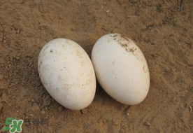 薺菜煮鵝蛋治高血壓嗎？薺菜煮鵝蛋的功效