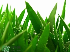 蘆薈膠可以去紅血絲嗎?蘆薈膠能去紅血絲嗎? 蘆薈膠可以去紅血絲嗎?蘆薈膠能去紅血絲嗎?