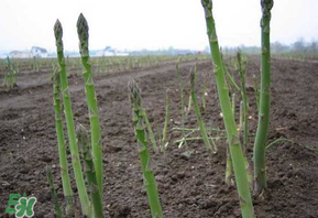 蘆筍花能吃嗎？蘆筍上面的花能吃嗎？