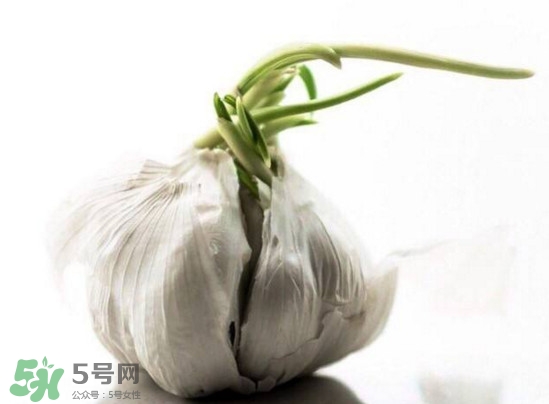 發(fā)芽的大蒜能吃嗎？發(fā)芽的大蒜能不能吃