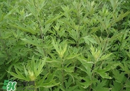 艾葉可以治婦科病嗎？艾葉能治婦科病嗎