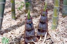 春筍上市如何買到鮮美竹筍？新鮮春筍怎么挑？