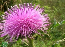 刺兒菜的營(yíng)養(yǎng)價(jià)值_刺兒菜的功效與作用及食用方法 刺兒菜的營(yíng)養(yǎng)價(jià)值_刺兒菜的功效與作用及食用方法