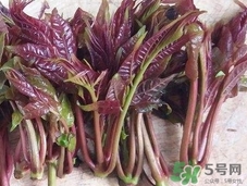 香椿芽怎么保存時間長?香椿芽的保存方法 香椿芽怎么保存時間長?香椿芽的保存方法