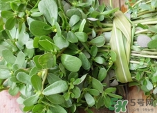 螞蟻菜的營(yíng)養(yǎng)價(jià)值_螞蟻菜的功效與作用及食用方法