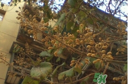 梧桐子怎么吃？梧桐子作用功效