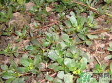 吃螞蟻菜有什么好處?螞蟻菜的吃法和禁忌 吃螞蟻菜有什么好處?螞蟻菜的吃法和禁忌