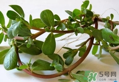 吃螞蟻菜有什么好處?螞蟻菜的吃法和禁忌 吃螞蟻菜有什么好處?螞蟻菜的吃法和禁忌