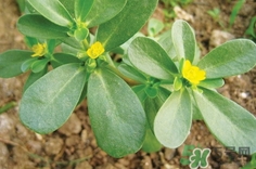 吃螞蟻菜有什么好處?螞蟻菜的吃法和禁忌 吃螞蟻菜有什么好處?螞蟻菜的吃法和禁忌