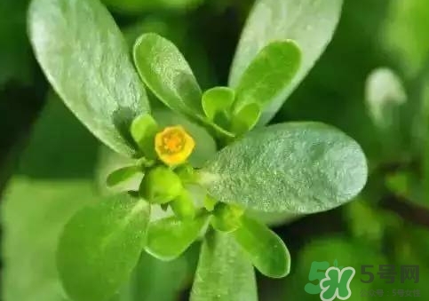 吃螞蟻菜有什么好處?螞蟻菜的吃法和禁忌 吃螞蟻菜有什么好處?螞蟻菜的吃法和禁忌