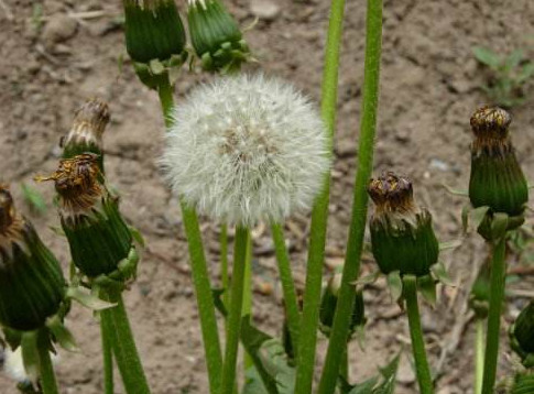 蒲公英葉子怎么吃？蒲公英葉子能吃嗎